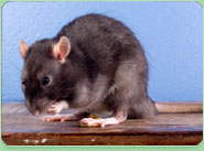 rat control Hampton